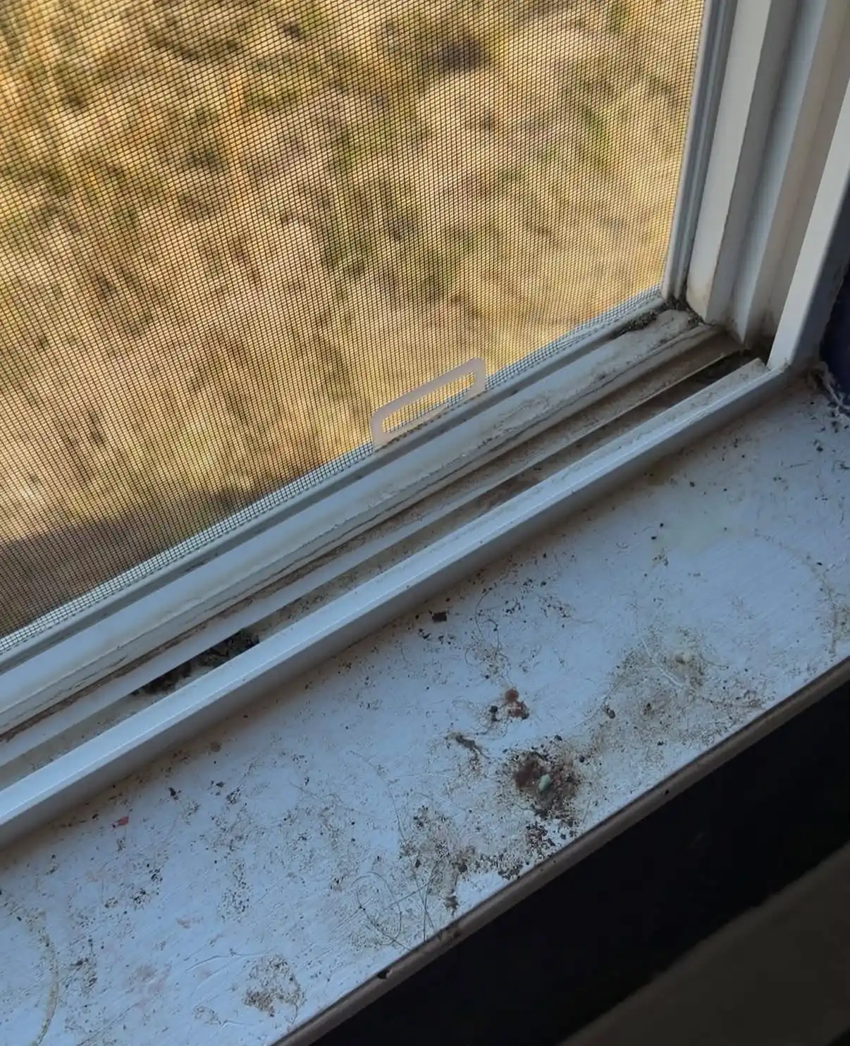 Property before move-out cleaning
